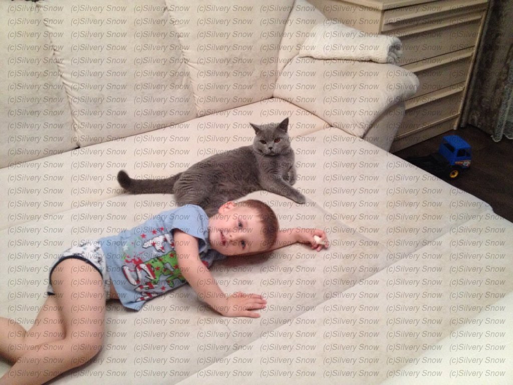 Характер британской кошки