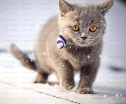Характер британской кошки