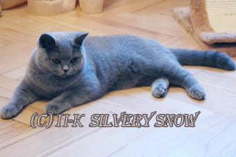 британский голубой кот