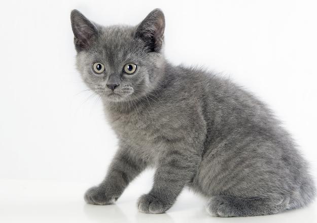 британский котенок пет класса