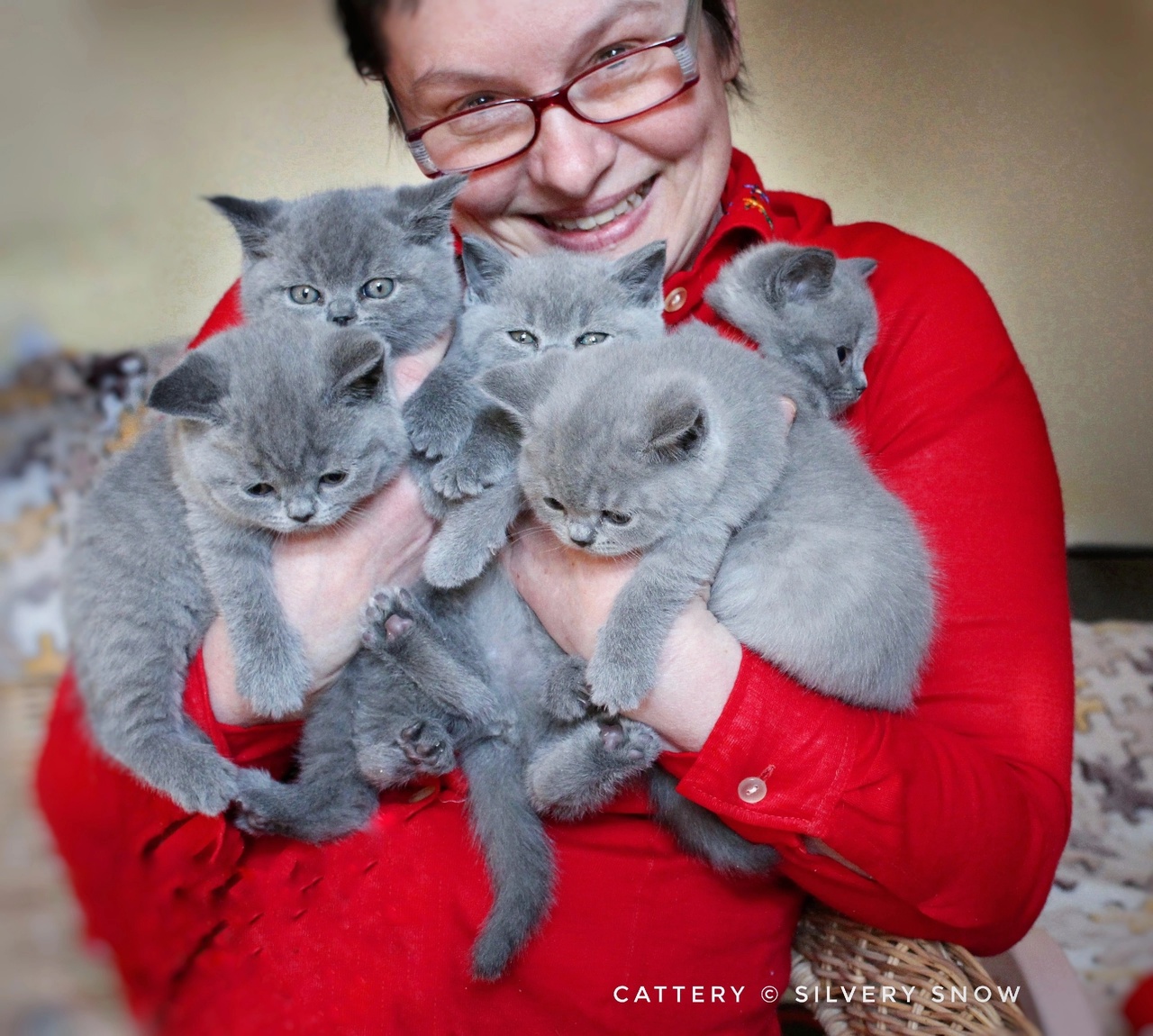 голубые британские котята