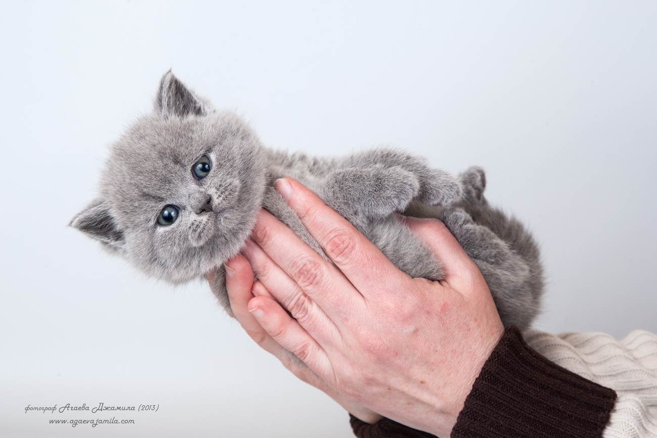 британский голубой котенок в ладошке