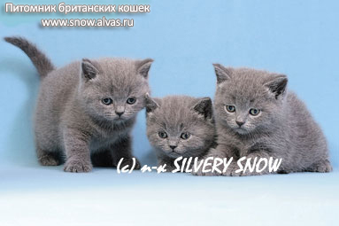 британские голубые котята