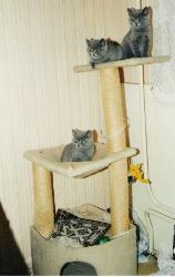 домики для кошек