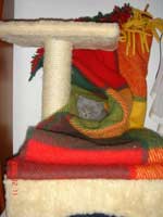 котенок спит