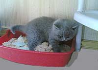 котенок и лоток