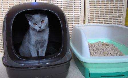котенок и лоток
