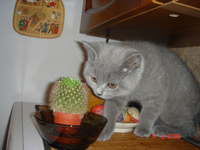 kitter first step 19