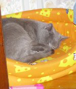 лежанка для котят
