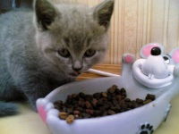 котенок ест из миски