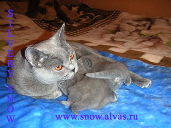 британская кошка с котятами
