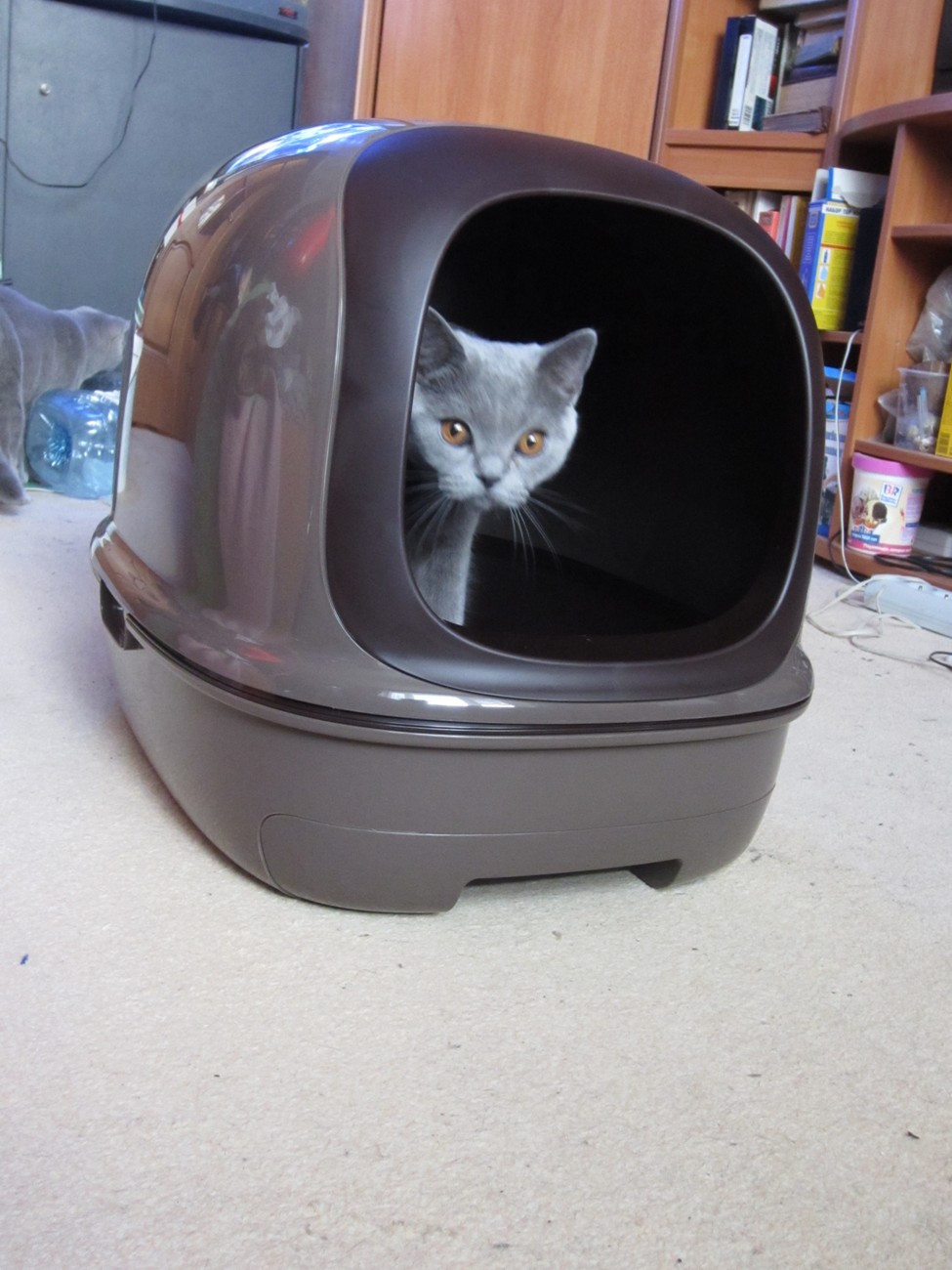 Приучаем кошку к унитазу