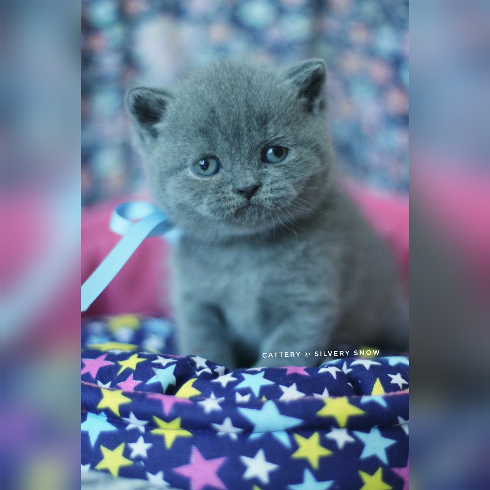 голубой британский котик umka