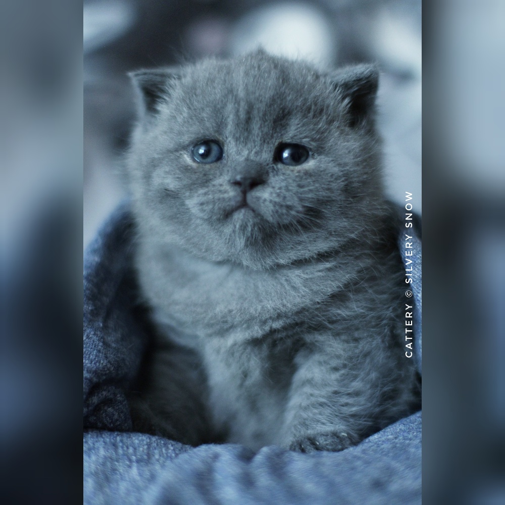 британский голубой котёнок. Помёт b