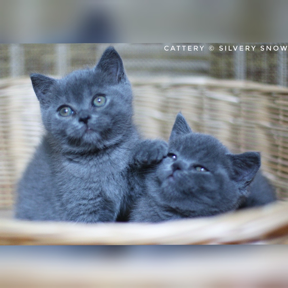 британские котята.  помет С