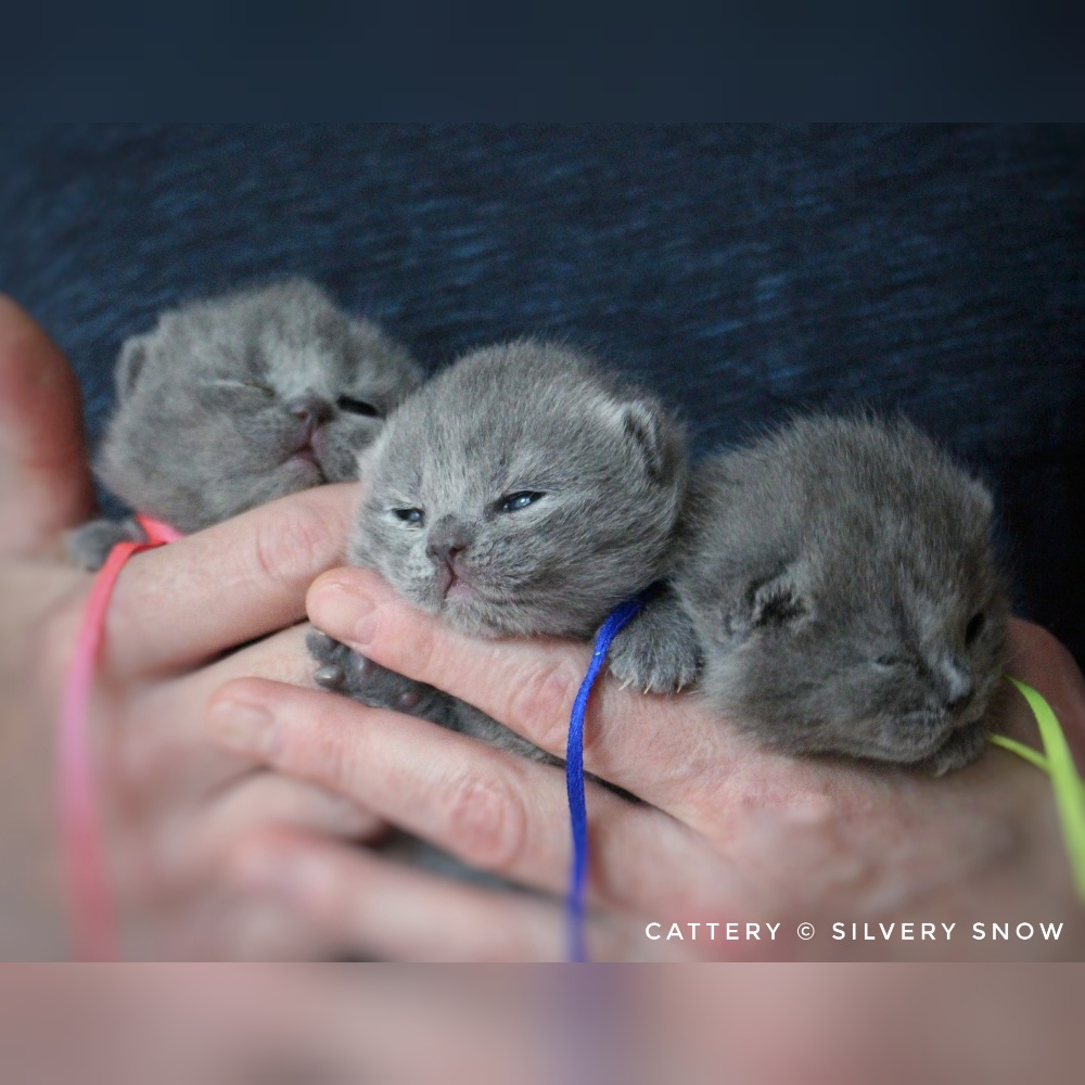 голубые британские котята помета D