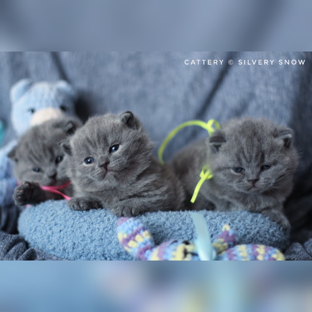 голубые британские котята помета D