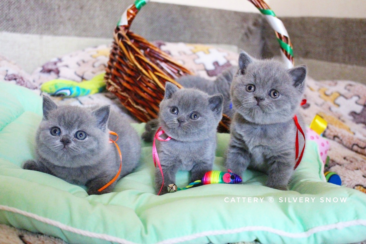голубые британские котята